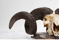 mouflon skull antlers 0004